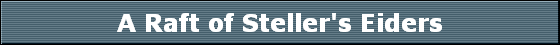 A Raft of Steller's Eiders