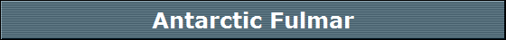 Antarctic Fulmar