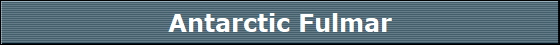 Antarctic Fulmar
