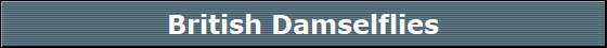 British Damselflies