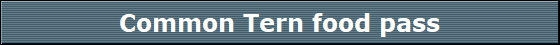 Common Tern food pass