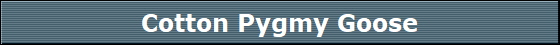 Cotton Pygmy Goose