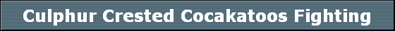 Culphur Crested Cocakatoos Fighting