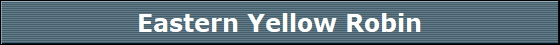 Eastern Yellow Robin