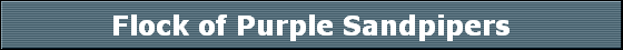Flock of Purple Sandpipers