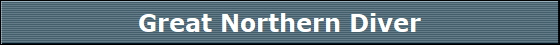 Great Northern Diver