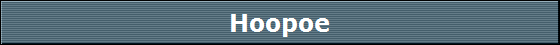 Hoopoe