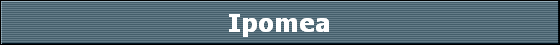 Ipomea