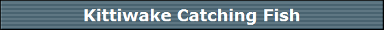 Kittiwake Catching Fish