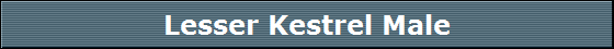 Lesser Kestrel Male