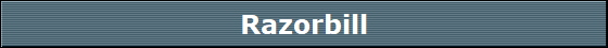 Razorbill