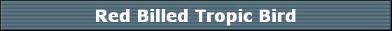 Red Billed Tropic Bird