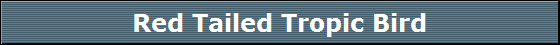 Red Tailed Tropic Bird