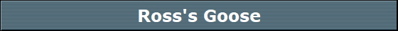 Ross's Goose