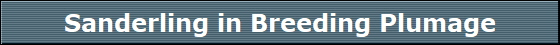 Sanderling in Breeding Plumage