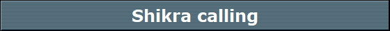 Shikra calling
