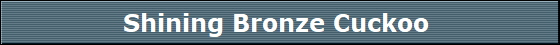 Shining Bronze Cuckoo 