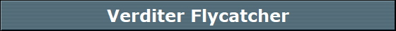 Verditer Flycatcher