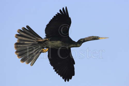 Anhinga in Flight