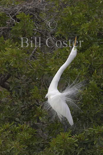 Great White Egret Display