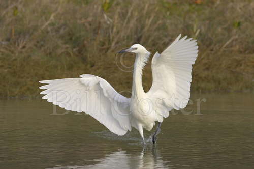 Reddish Egret 'White Morph'