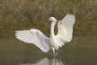 Reddish Egret 'White Morph'