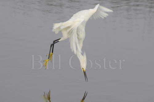 Snowy Egret 'Dip Feeding'