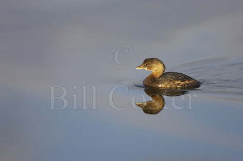 Pied Billed Grebe