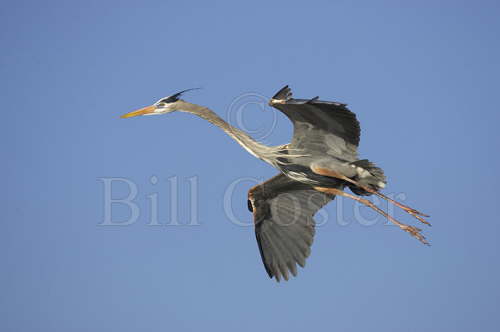 Great Blue Heron in Flight