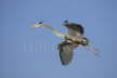 Great Blue Heron in Flight