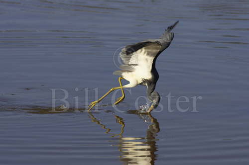 Tricoloured Heron 'Dip Feeding'