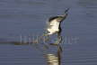 Tricoloured Heron 'Dip Feeding'