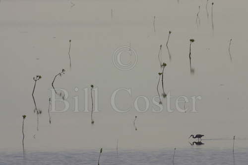 Tricoloured Heron & Mangroves