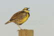 Eastern Meadowlark Singing