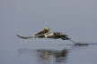 Brown Pelican Leap