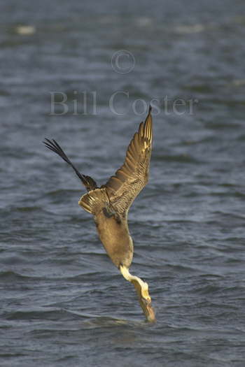 Brown Pelican Dive