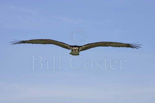 Osprey in Flight