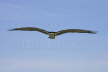 Osprey in Flight