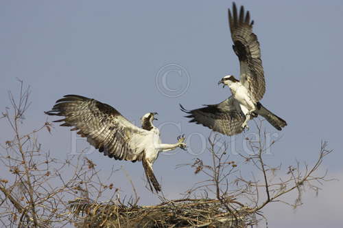 Sorry - Wrong Nest!