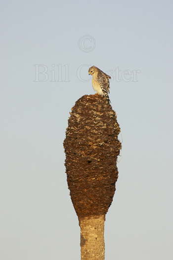 Red Shouldered Hawk - On Matchstick!