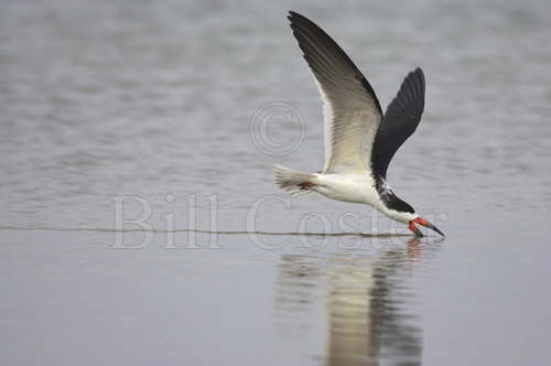 Black Skimmer Skimming