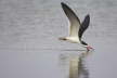 Black Skimmer Skimming