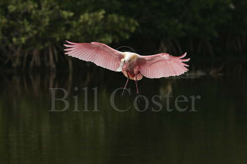 Roseatte Spoonbill Landing