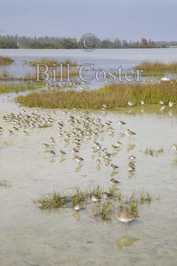 High Tide Wader Roost