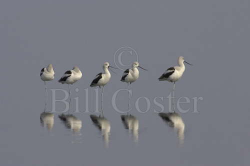 American Avocets