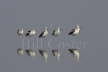 American Avocets