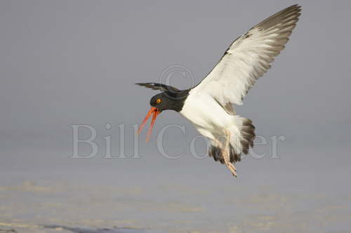 American Oystercatcher Display