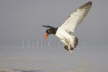 American Oystercatcher Display