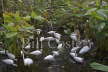 White Ibis and Egrets Feeding