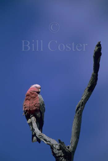 Galah